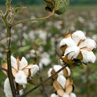 A Play In May Cotton Futures