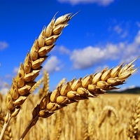 Profit from Uncertain Wheat Direction