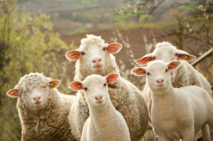 ESM5: Run The Stops, Shear The Sheep, Rinse And Repeat