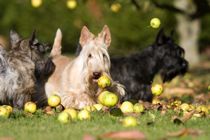 Do Apple(s) Bounce? $AAPL