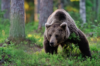 Do Bears Have Teeth?