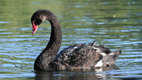 How To Profit From The Next Black Swan