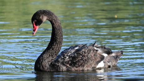 Black Swan Stock Market Events