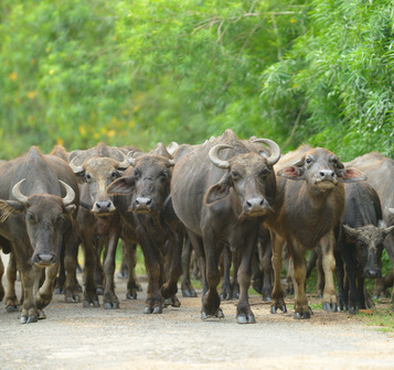 Sentiment: The “Crowd” Has Gotten Very Bullish