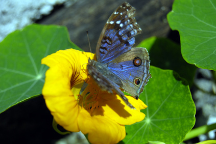 Fly To Profits On Ulta Broken Wing Butterfly