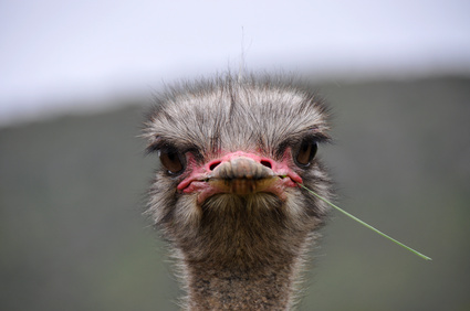 The Dr. Is IN: Trading like an Ostrich?