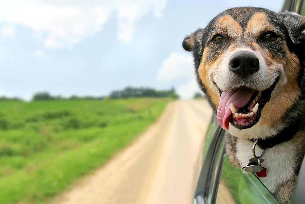 Love Your Dog? Most Do -Pet Insurance Stock Play