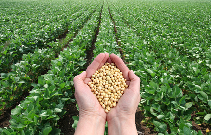 Grain Alert! Soybeans Poised To Move Higher